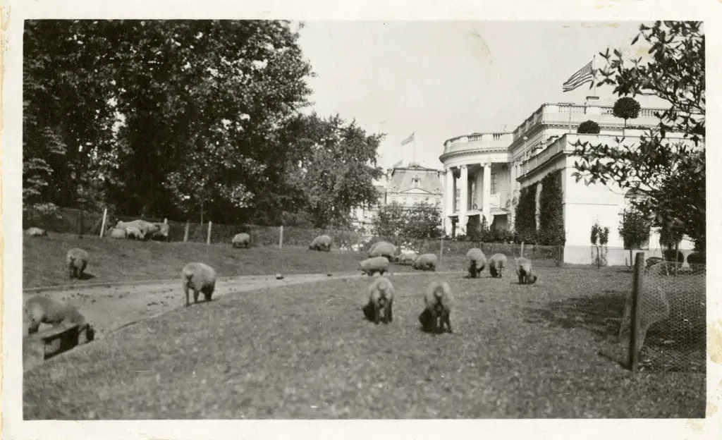 Sheep grazing at the White House (1919)