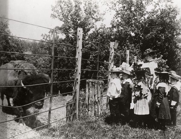 A group of school children viewing the first bison at the National Zoological Park in 1899. Photograph by Frances Benjamin Johnston (Smithsonian)