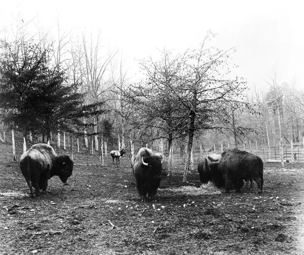 son ranging at the National Zoological Park soon after completion of the first building, a house for bison and elk. In the background an elk in his yard is visible, c. 1890s (Smithsonian)