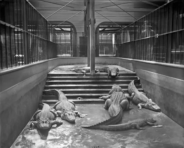 Alligators in their enclosure in the original Animal House, also known as the Carnivora House, which opened in 1892 and was the first permanent building at the National Zoological Park. The alligators are housed in the "temporary" wooden wing of the structure (Smithsonian)