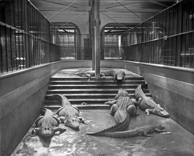 Alligators in their enclosure in the original Animal House, also known as the Carnivora House, which opened in 1892 and was the first permanent building at the National Zoological Park. The alligators are housed in the "temporary" wooden wing of the structure (Smithsonian)