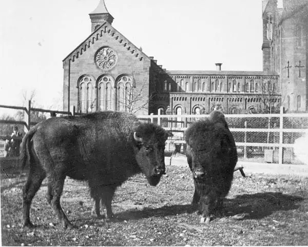 Two bison in a paddock in the South Yard behind the Smithsonian Institution Building. They were acquired in 1886 by the Department of Living Animals, which eventually became the National Zoological Park. This photograph, taken sometime between 1886 and 1889, predates the founding of the National Zoo (Smithsonian)