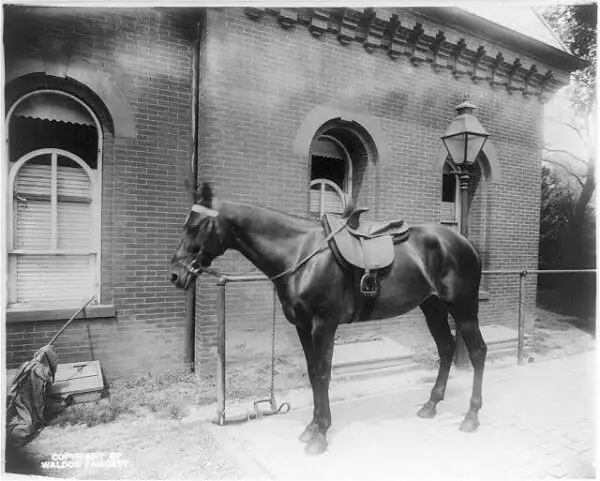 White House stables and horse during Teddy Roosevelt's administration (Library of Congress)
