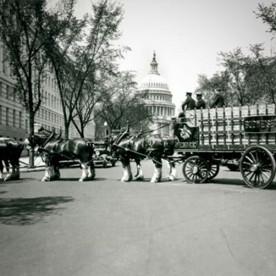 Budweiser Clydesdales in D.C. after the repeal (cnbc.com)