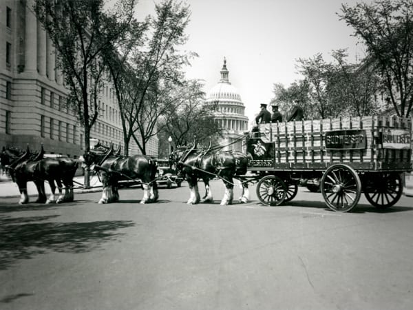 Budweiser Clydesdales  in D.C. after the repeal (cnbc.com)