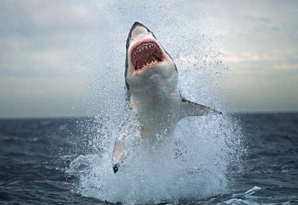 great white shark breaching