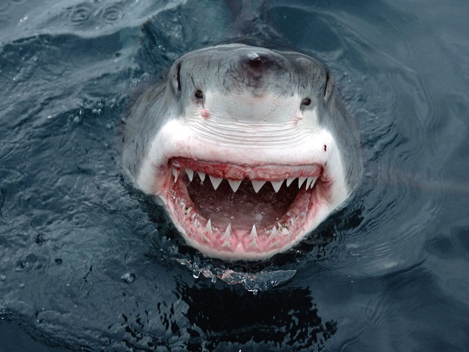 great white sharks are scary