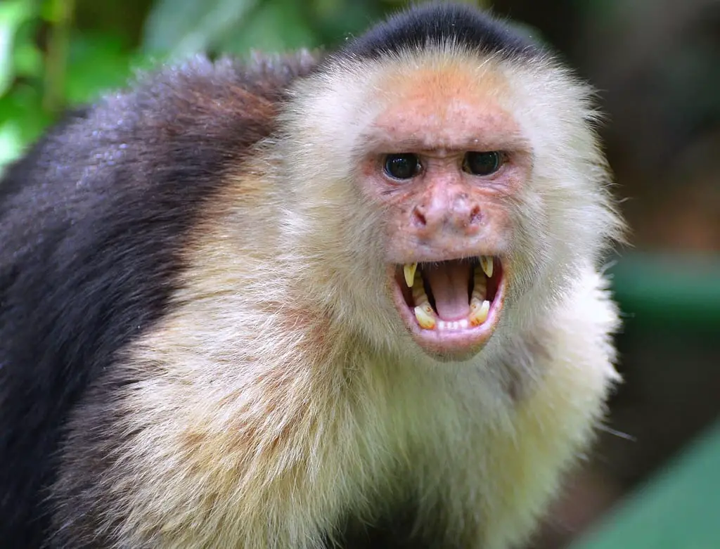 angry capuchin