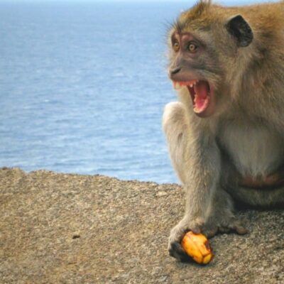 angry monkeys are scary