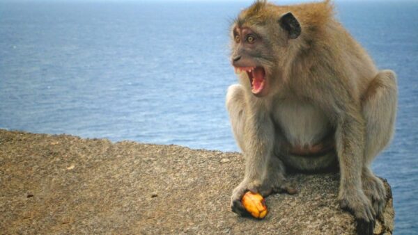 angry monkeys are scary
