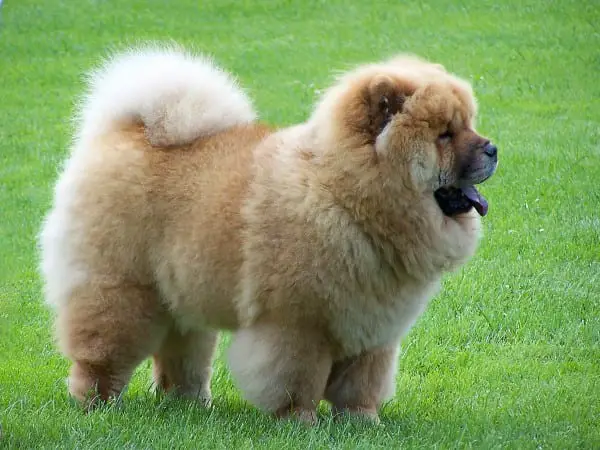 super poofy chow