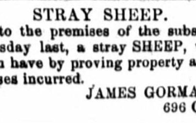 notice of stray sheep - December 14th, 1860 (National Republican)
