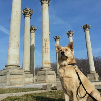 Ghost Dog at the old Capitol columns in the National Arboretum (looking for stories)