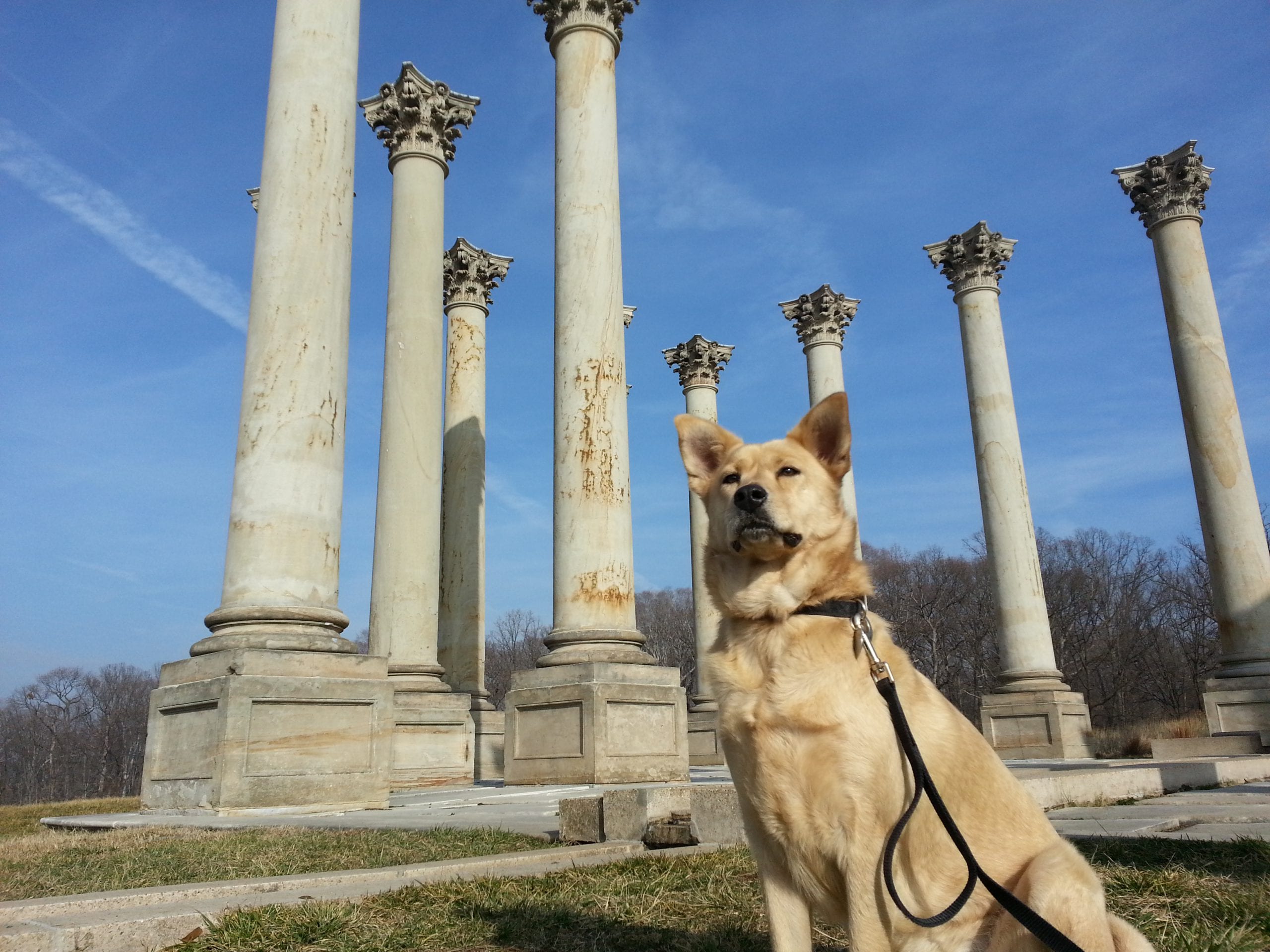 Ghost Dog at the old Capitol columns in the National Arboretum (looking for stories)