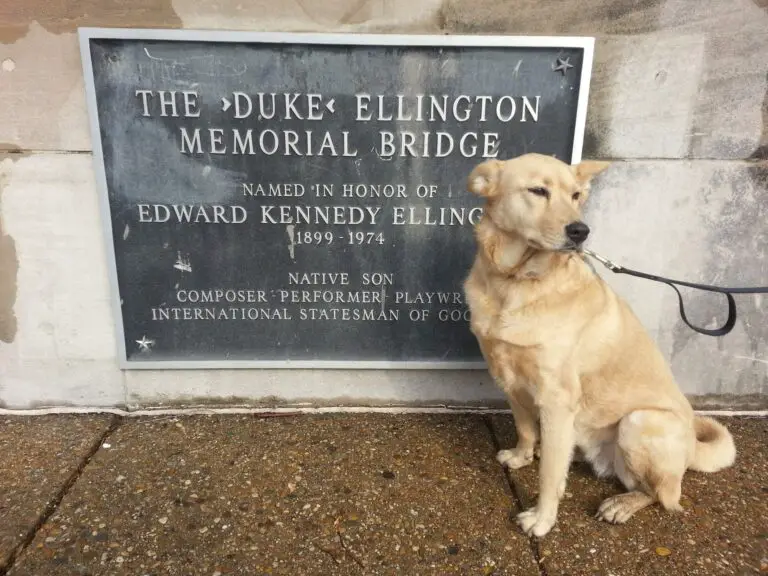 Ghost Dog visits the Duke Ellington Bridge
