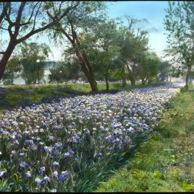 West Potomac Park flowers (1921)