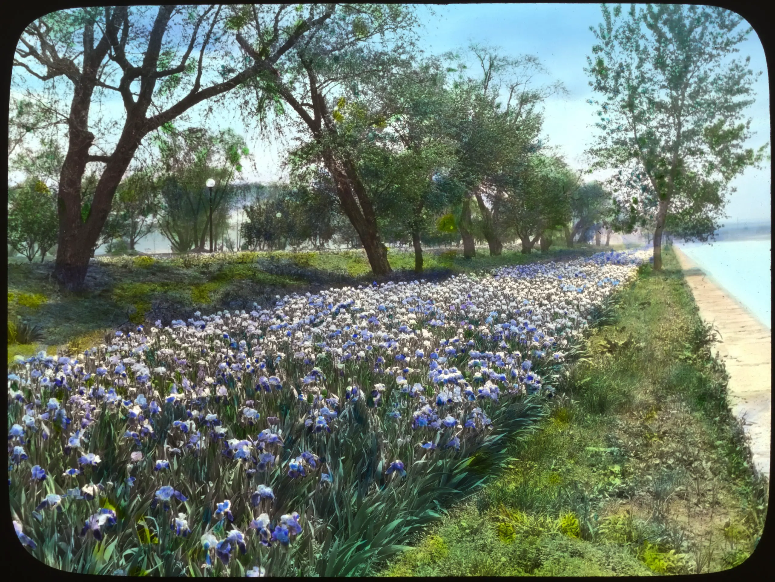 West Potomac Park flowers (1921)