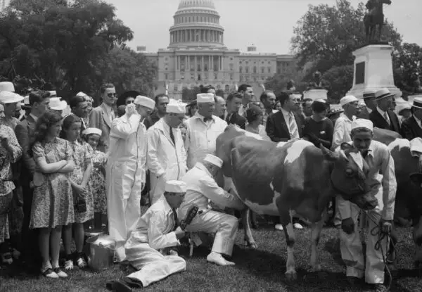 milking a cow on the Capitol grounds