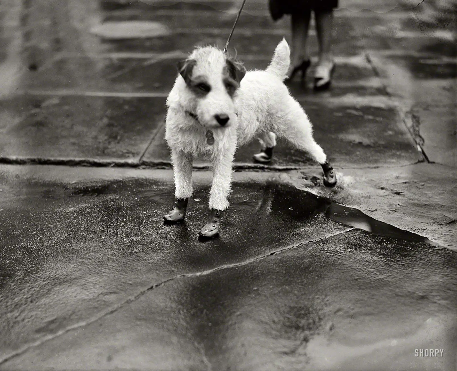 Feb. 9, 1928. Washington, D.C. "Peter Pan, wire-haired terrier pet of the personal secretary to President Coolidge and Mrs. Edward T. Clark, arrived at the White House today attired in 'flapper galoshes'."