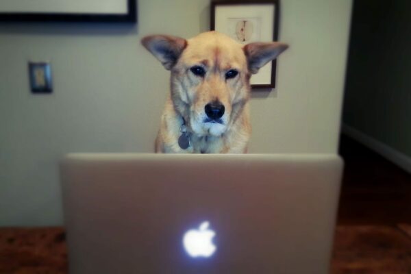 Ghost Dog is hard at work, surfing the web