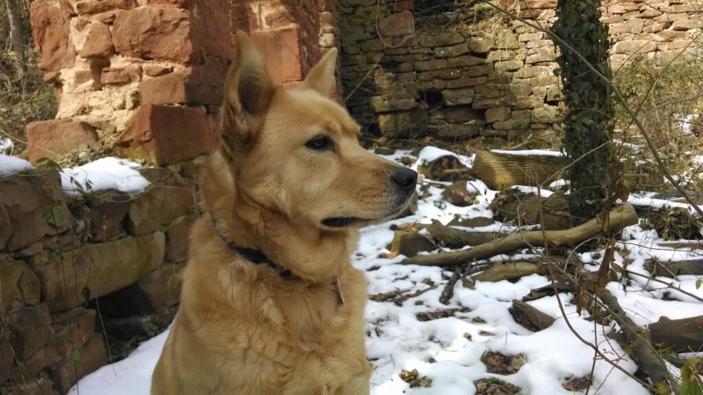 Ghost Dog pondering the "ghosts" of Seneca Quarry