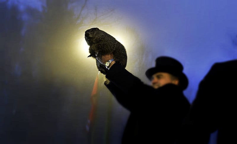 Punxsutawney Phil