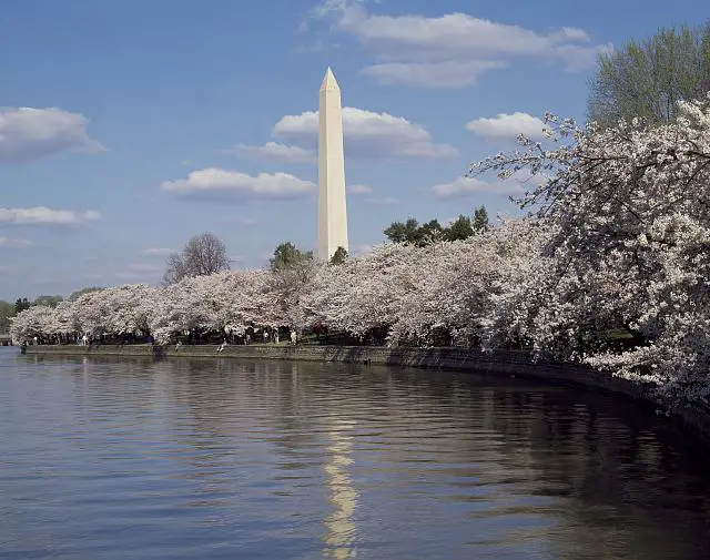 Cherry blossoms with Washington Monument in background