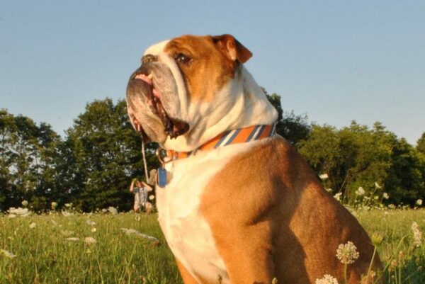 This is a bulldog. Not Queen.