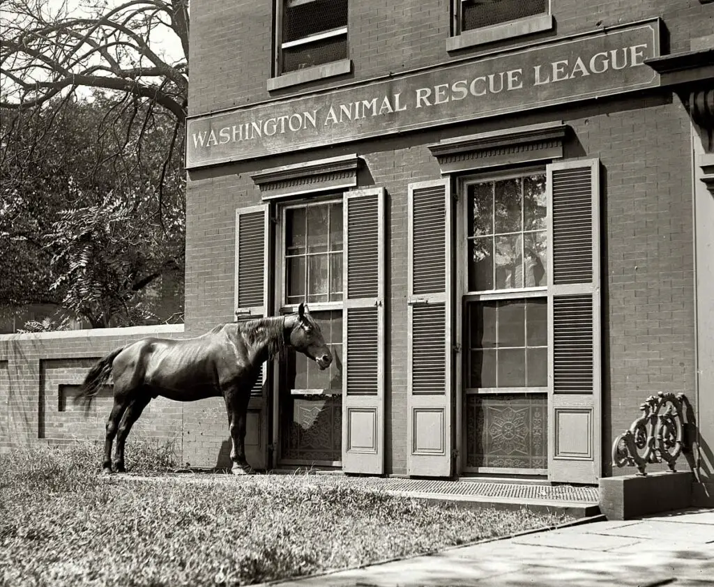 August 28, 1922. A horse at the Animal Rescue League in Washington, D.C. 5x7 glass negative, National Photo Company Collection.