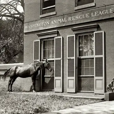 August 28, 1922. A horse at the Animal Rescue League in Washington, D.C. 5x7 glass negative, National Photo Company Collection.