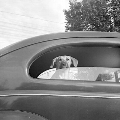 Washington, D.C. Passengers, drivers, and dogs were tired by the time they reached the gas pumps on the day before stricter gasoline rationing went into effect