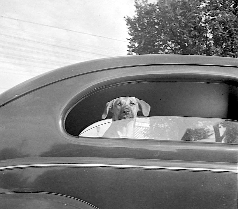 Washington, D.C. Passengers, drivers, and dogs were tired by the time they reached the gas pumps on the day before stricter gasoline rationing went into effect