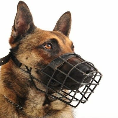 malinois and muzzle