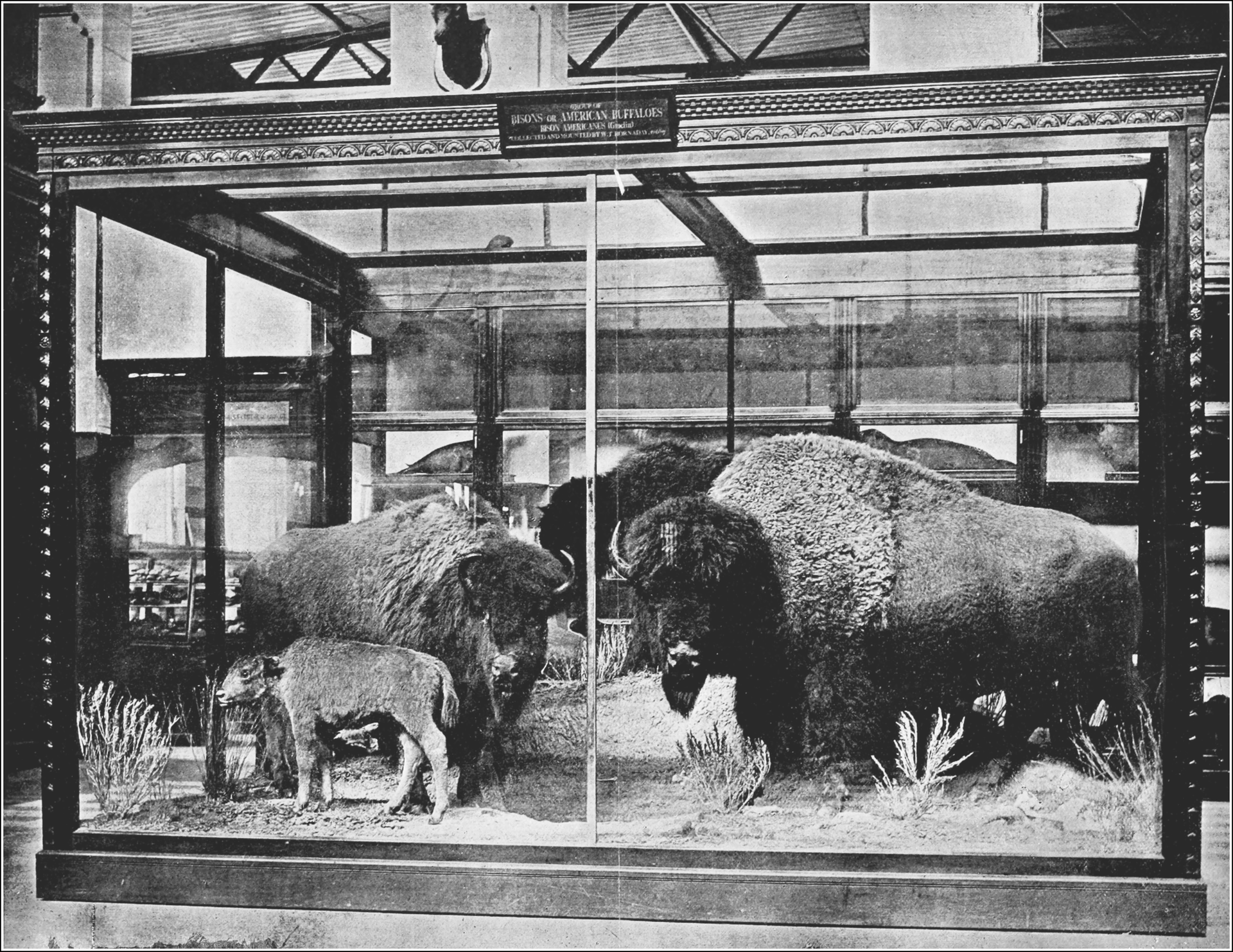 The Hornaday Buffalo Group taxidermy exhibit at the U.S. National Museum, photographed in 1888