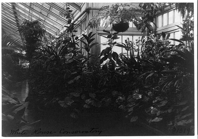Interior of the White House south conservatory in 1889, photographed as a cyanotype by Frances Benjamin Johnston, with rows of palms under the glass roof of the Victorian glasshouse that ran south of the residence.