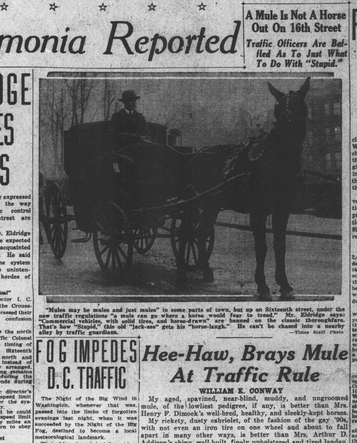 Photograph of reporter William K. Conway in a cabriolet drawn by a mule named Stupid, published in the Washington Times, January 6, 1926, under the headline A Mule Is Not A Horse Out On 16th Street