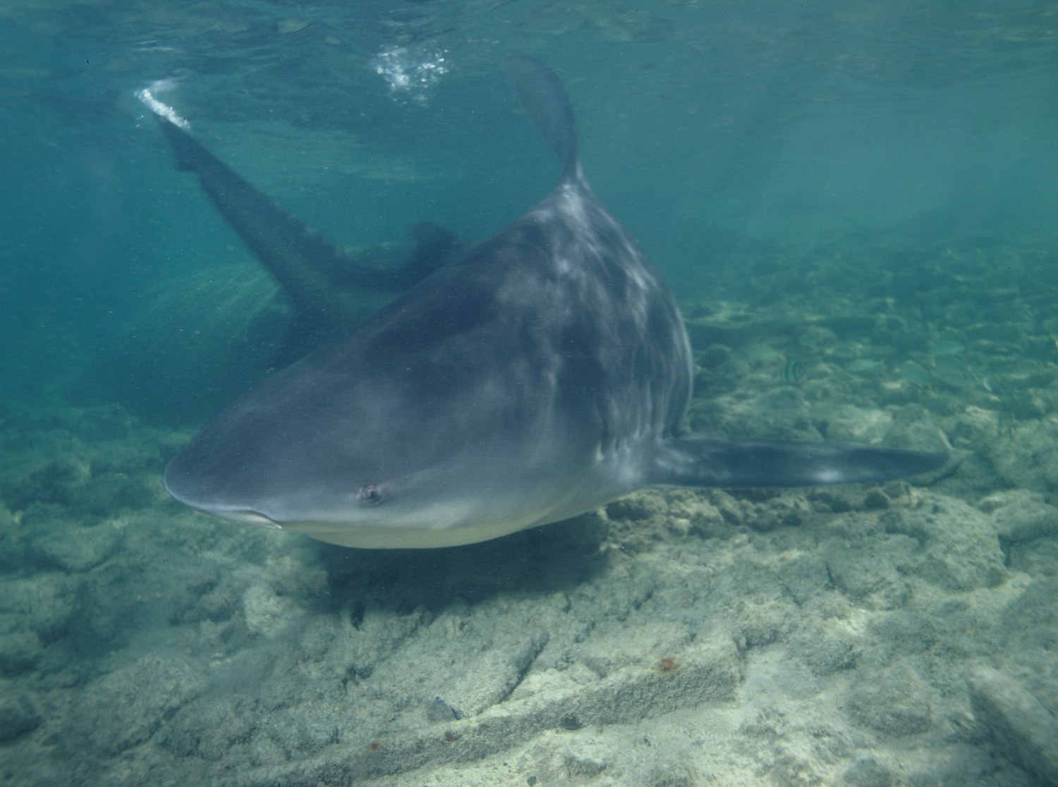 A bull shark swimming, the species responsible for shark sightings in the Potomac River