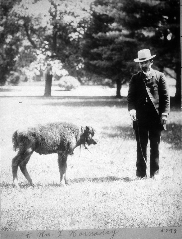 William Temple Hornaday standing with Sandy, the bison calf, on the Smithsonian grounds in 1886