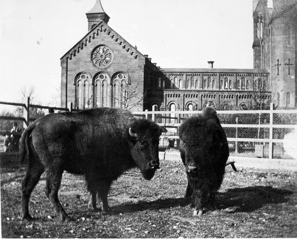 Two American bison in a paddock in the South Yard behind the Smithsonian Castle, c. 1887-1889