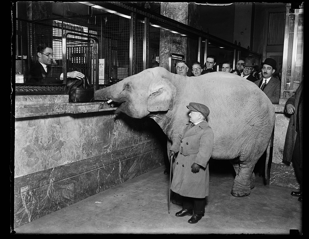 Charlie Becker of Singer's Midgets walks an elephant to Merchant's Bank to make a deposit for Keith's Theatre, Washington DC, 1924