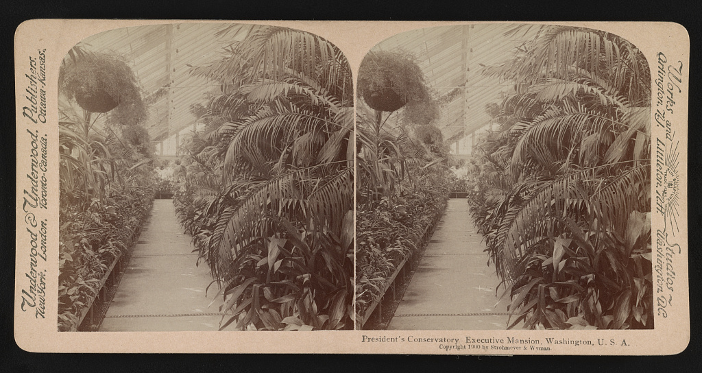 Interior of the White House conservatories around 1900, photographed by Underwood & Underwood