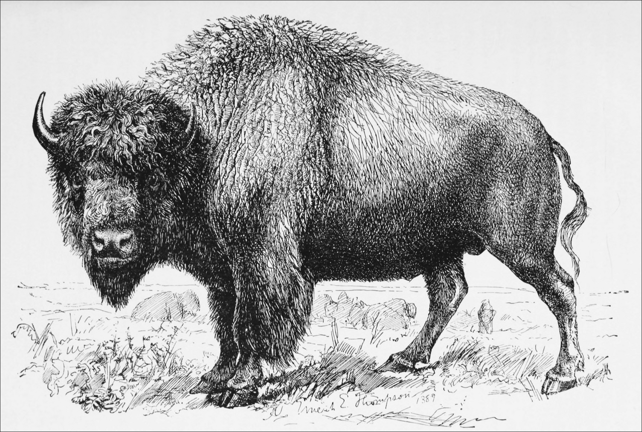 The massive bull bison from Hornaday's Buffalo Group taxidermy exhibit at the U.S. National Museum