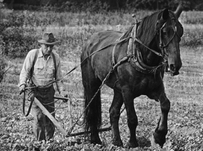 Matthaus Lindner plowing behind his horse Nellie in 1975, an AI-enhanced restoration of a Washington Post photo by Margaret Thomas